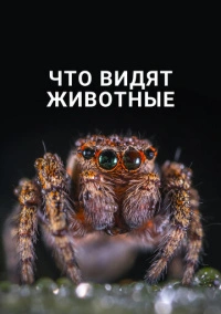 Что видят животные (2018)