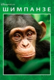 Шимпанзе (2011)